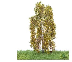MBR 52-2201 Birke, Herbst, 12-16 cm