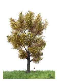 MBR 52-2306 Kanadische Pappel, Herbst, 18-22 cm