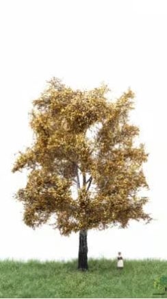 MBR 52-2305 Weißpappel, Herbst, 18-22 cm