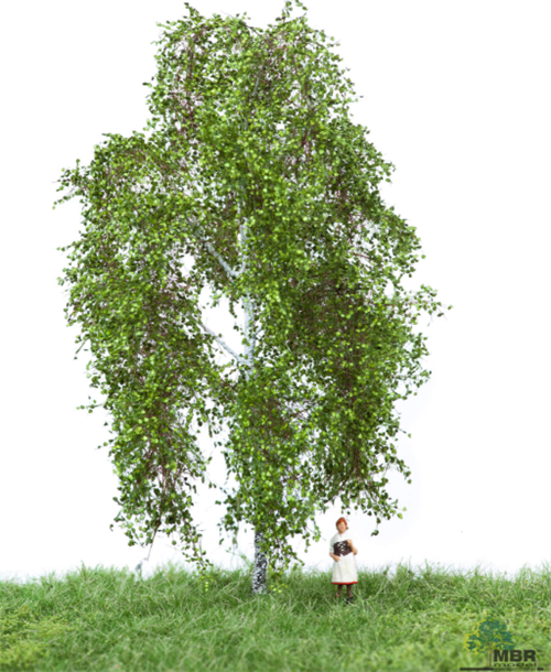 mbr 51-2201 Birke, 12-16 cm, Sommer