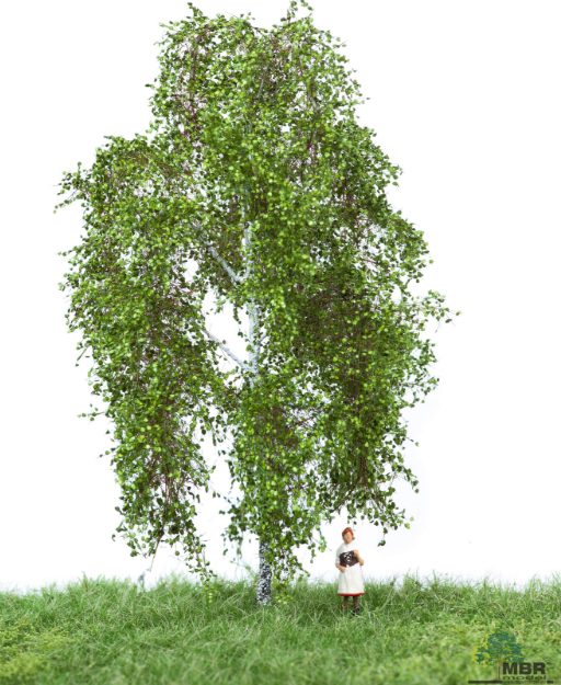 mbr 51-2201 Birke, 12-16 cm, Sommer