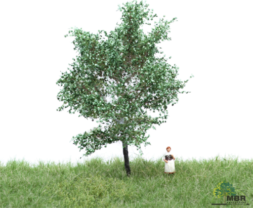 mbr 51-2105 Silberpappel, 6-10 cm, Sommer