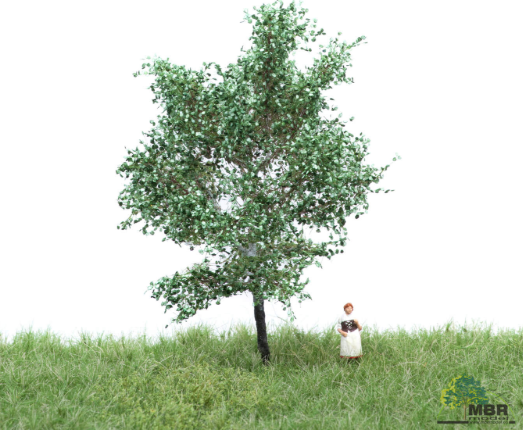 mbr 51-2105 Silberpappel, 6-10 cm, Sommer