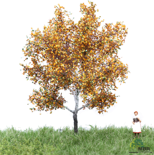 mbr 52-2105 Silberpappel, 6-10 cm, Herbst