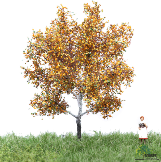 mbr 52-2105 Silberpappel, 6-10 cm, Herbst