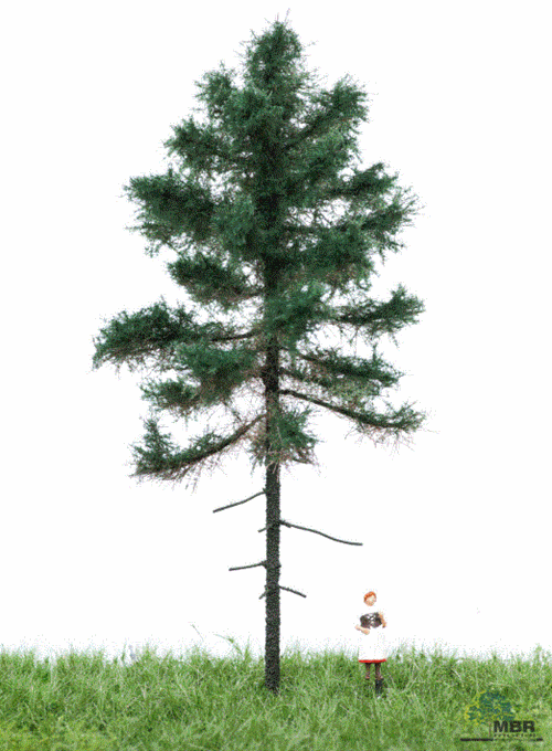 mbr 51-4201 Zehe aus Kiefernholz, 12–16 cm, Sommer