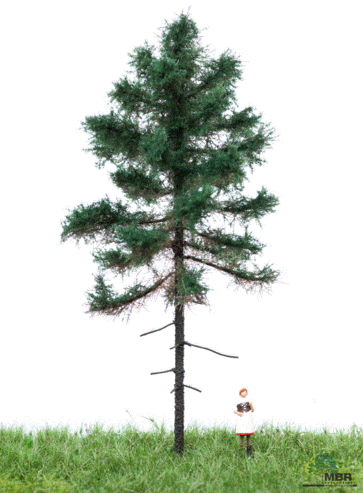 mbr 51-4201 Zehe aus Kiefernholz, 12–16 cm, Sommer