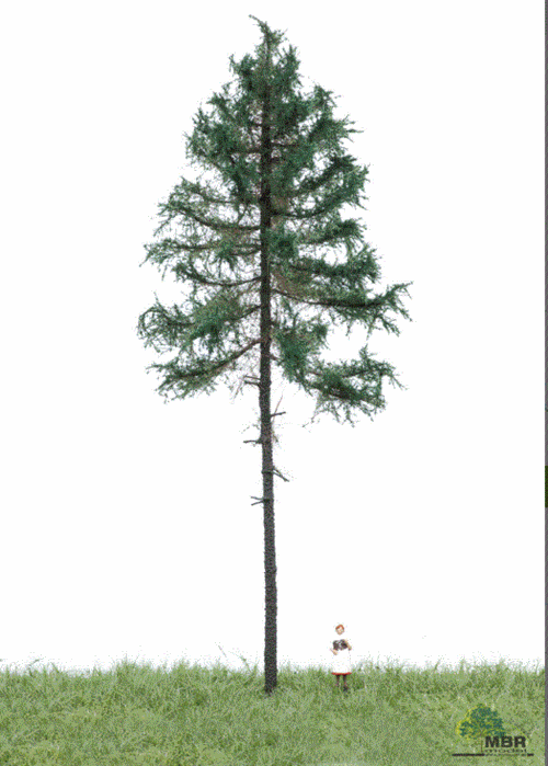 mbr 51-4301 Zehe aus Kiefernholz, 18–22 cm, Sommer